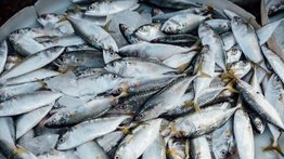 Ricas en Omega 3: descubre los efectos milagrosos de las sardinas en tu salud cerebral