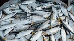 Ricas en Omega 3: descubre los efectos milagrosos de las sardinas en tu salud cerebral
