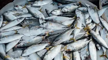 Ricas en Omega 3: descubre los efectos milagrosos de las sardinas en tu salud cerebral Ricas en Omega 3: descubre los efectos milagrosos de las sardinas en tu salud cerebral