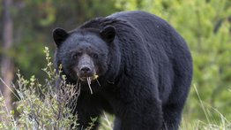 Reportan primer ataque mortal de un oso negro en Florida: el cuerpo de la víctima fue arrastrado 100 metros