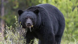 Reportan primer ataque mortal de un oso negro en Florida: el cuerpo de la víctima fue arrastrado 100 metros