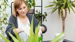 Plantas antimosquitos: así actúan las mejores para tener en el hogar