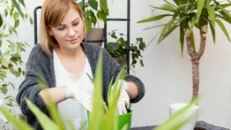 Plantas antimosquitos: así actúan las mejores para tener en el hogar