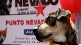 Habrá jornada veterinaria gratuita en Propatria este 8 de mayo: estos son los servicios que brindarán a las mascotas