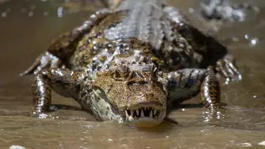 2001ONLINE - ESTADOS UNIDOS - FLORIDA CAIMANES 2001ONLINE - ESTADOS UNIDOS - FLORIDA CAIMANES