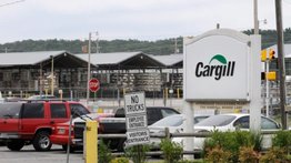 Crisis en la industria de pavos en Estados Unidos: principal productor evalúa abandonar el mercado por estas razones
