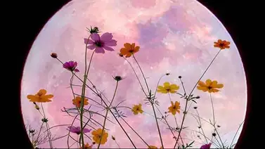 luna llena de florida estados unidos luna llena de florida estados unidos