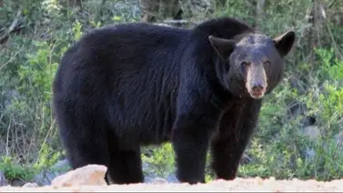 2001online - Estados Unidos - ataques 2001online - Estados Unidos - ataques