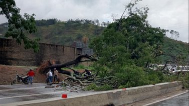 Reportan caída de un árbol en tramo final de la bajada de Tazón: el paso vial está temporalmente cerrado