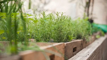 En macetas: recomendaciones para cultivar orégano en un pequeño espacio en casa