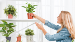 ¿Problemas de humedad? Estas plantas la absorberán
