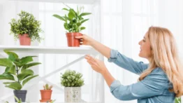 ¿Problemas de humedad? Estas plantas la absorberán
