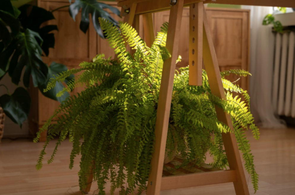 ¿Problemas de humedad? Estas plantas la absorberán