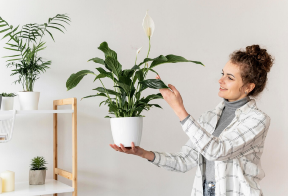 ¿Problemas de humedad? Estas plantas la absorberán