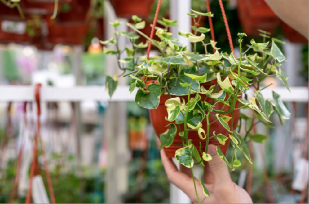 ¿Problemas de humedad? Estas plantas la absorberán