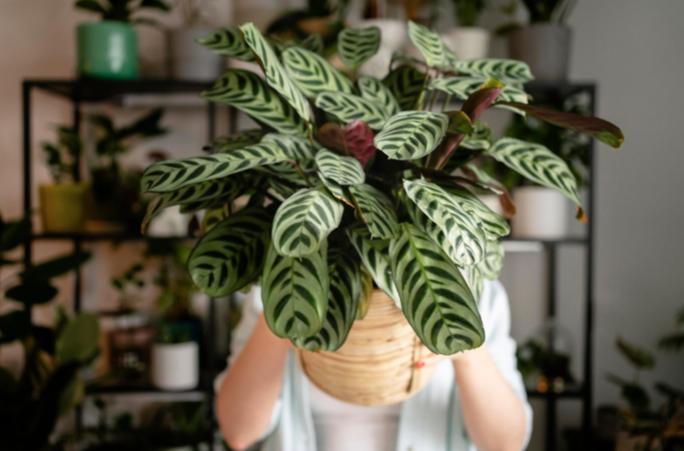 ¿Problemas de humedad? Estas plantas la absorberán
