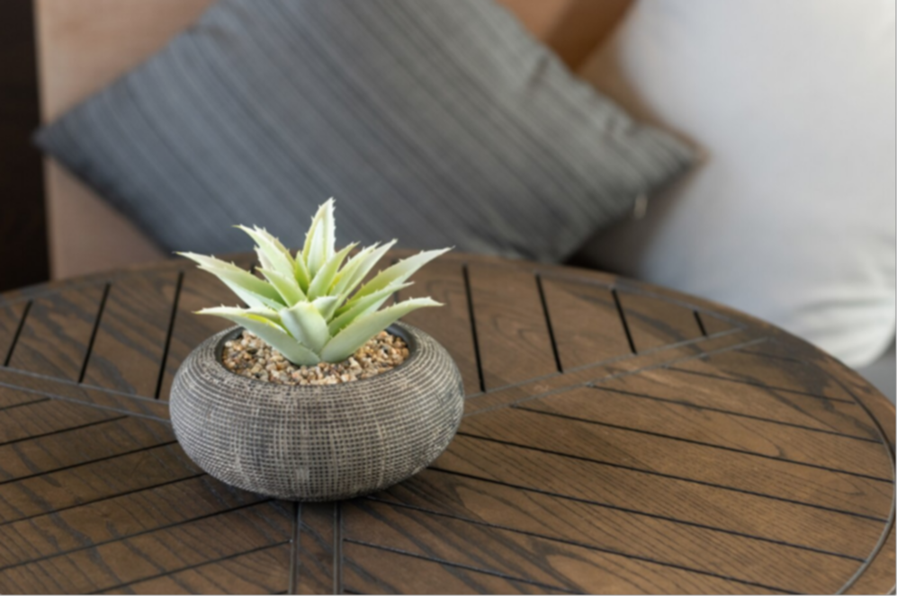 ¿Problemas de humedad? Estas plantas la absorberán