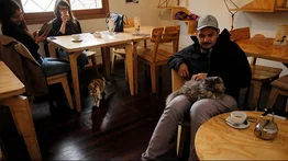 2001online - Caracas - pet friendly