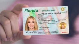 Los tres cambios en el trámite de licencias de conducir para inmigrantes en Florida: afectan principalmente la renovación