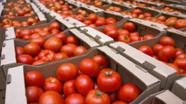 Alerta sanitaria en el sureste de Estados Unidos: retiran tomates contaminados con salmonela en 14 estados