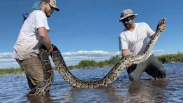 Inician inscripciones para competencia de captura de pitones en Florida: el ganador obtendrá $10.000