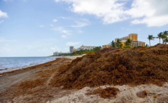 Toneladas de algas tóxicas se dirigen a las playas de Florida: la floración rompe su propio récord