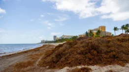 Toneladas de algas tóxicas se dirigen a las playas de Florida: la floración rompe su propio récord