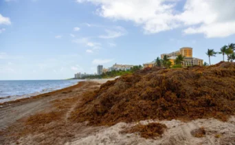 Toneladas de algas tóxicas se dirigen a las playas de Florida: la floración rompe su propio récord