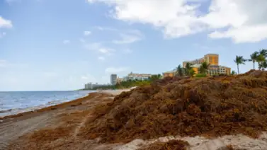 Toneladas de algas tóxicas se dirigen a las playas de Florida: la floración rompe su propio récord Toneladas de algas tóxicas se dirigen a las playas de Florida: la floración rompe su propio récord