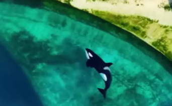 Francia: abandonan dos orcas y 12 delfines en parque marino clausurado