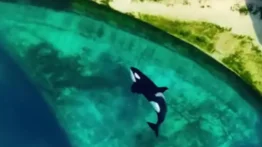 Francia: abandonan dos orcas y 12 delfines en parque marino clausurado