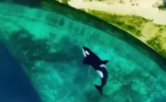 Francia: abandonan dos orcas y 12 delfines en parque marino clausurado