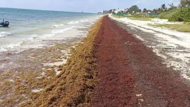 Sargazo en playas de Florida Sargazo en playas de Florida