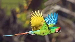 Conservación de especies en peligro de extinción: invitan a la liberación de Guacamayas Militaris en el Waraira Repano