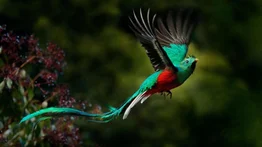 Descubren especie de ave Quetzal en Mérida: es considerada la más bonita de América y símbolo nacional de Guatemala