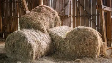 Policía de Texas: arrestan a tres inmigrantes escondidos en pacas de heno Policía de Texas: arrestan a tres inmigrantes escondidos en pacas de heno