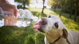 Mascotas en riesgo por ola de calor en California: lo que recomiendan expertos