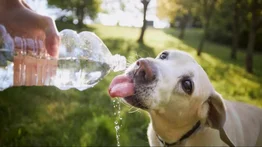 Mascotas en riesgo por ola de calor en California: lo que recomiendan expertos