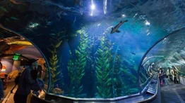 El nuevo acuario de Florida abrirá durante las vacaciones de verano: ofrece más de 25 exhibiciones