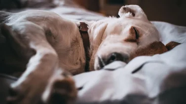 Servicio de cremación para mascotas a través del Senamecf: costos y requisitos