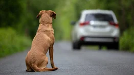 Ley Tropper en Florida convierte el abandono animal en un delito de tercer grado: cómo se aplica y cuáles son sus implicaciones