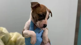 2001ONLINE - estados unidos - nueva york bebé pitbull