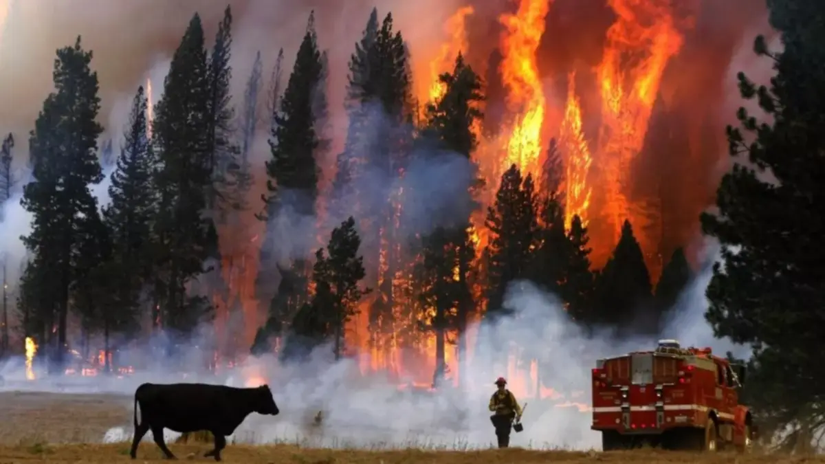 incendios empresa indemnización servicios públicos california