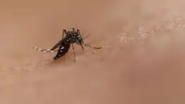 Autoridades alertan sobre presencia de chikungunya en Caracas: estos son los síntomas
