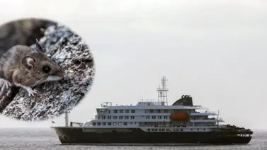 OMS activa alerta sanitaria: envían miles de kits de diagnóstico a cinco países por brote de hantavirus OMS activa alerta sanitaria: envían miles de kits de diagnóstico a cinco países por brote de hantavirus