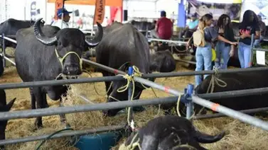 Expoferia Nacional 2026: sepa cuánto cuesta la entrada y cómo adquirirla Expoferia Nacional 2026: sepa cuánto cuesta la entrada y cómo adquirirla