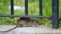 Informan una muerte por hantavirus en Brasil: ¿Cómo fue el contagio?