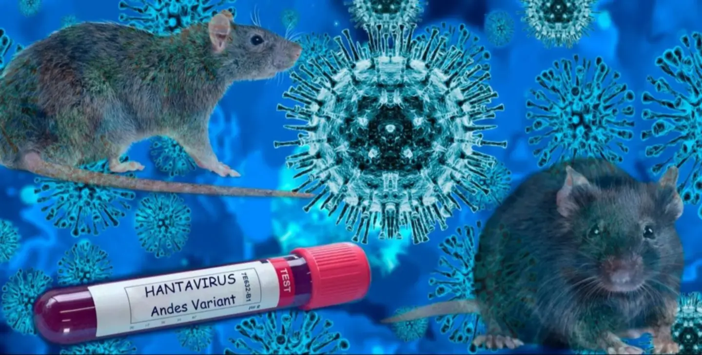 ¿Existe riesgo por hantavirus en Venezuela? Expertos responden las posibilidades