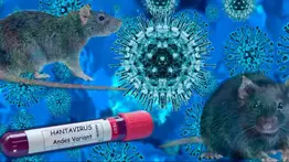 ¿Existe riesgo por hantavirus en Venezuela? Expertos responden las posibilidades