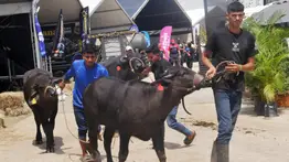 ¿La carne venezolana puede exportarse de forma masiva? Fedenaga pone énfasis en una vital medida para ganar mercados